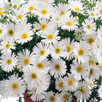 Brachyscome Surdaisy White